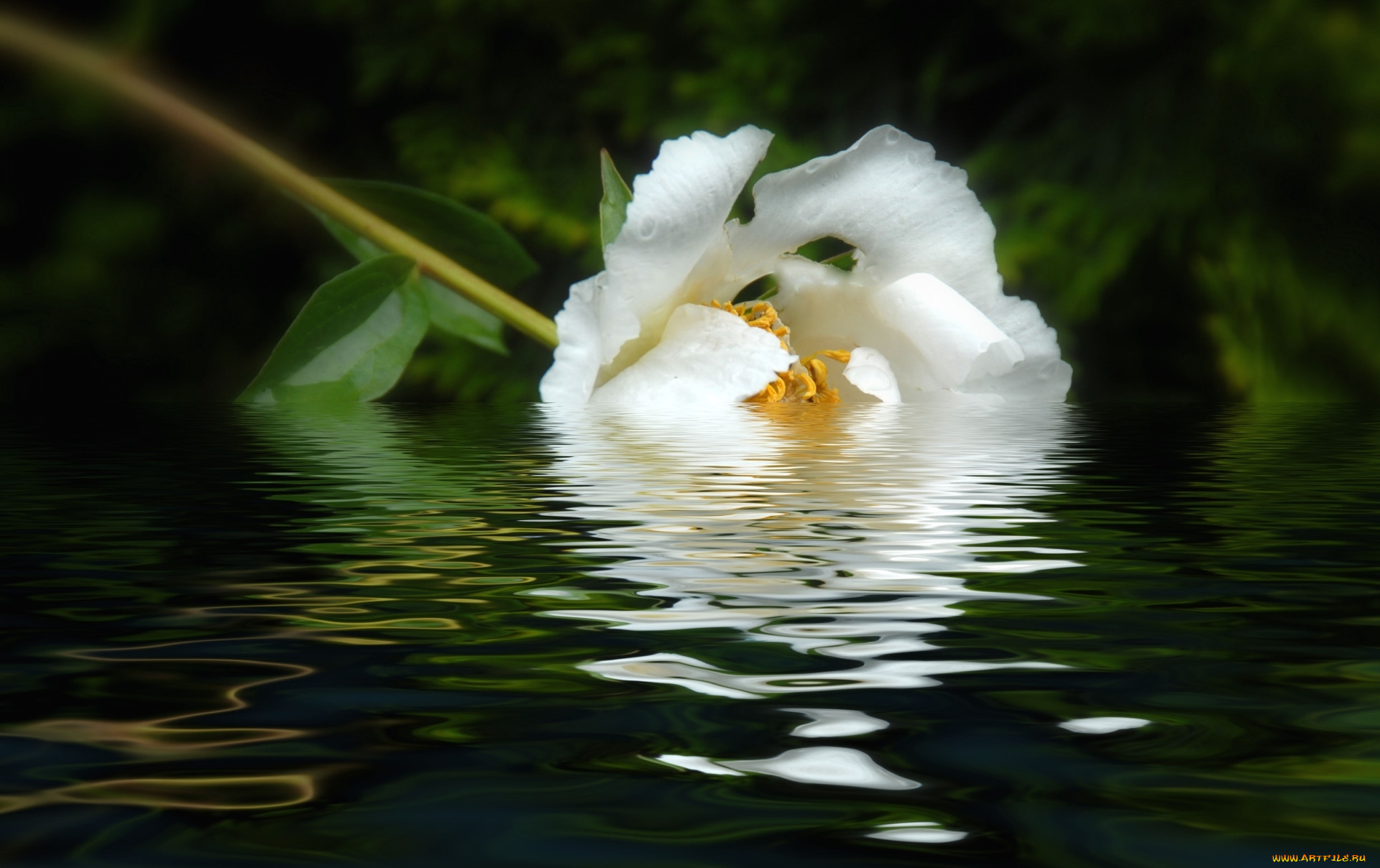 Вода цветы красиво. Красивые цветы на воде. Белые цветы и вода. Цветы отражение в воде. Цветы на фоне воды.
